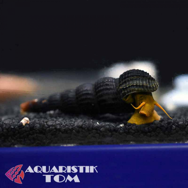 Orangene Felsenschnecke / Pososchnecke, Tylomelania sp. orange Orangene Felsenschnecke / Pososchnecke, Tylomelania sp. orange